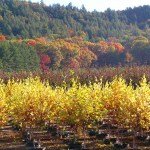 thumbnail (11) Northern Family Farms Nursery