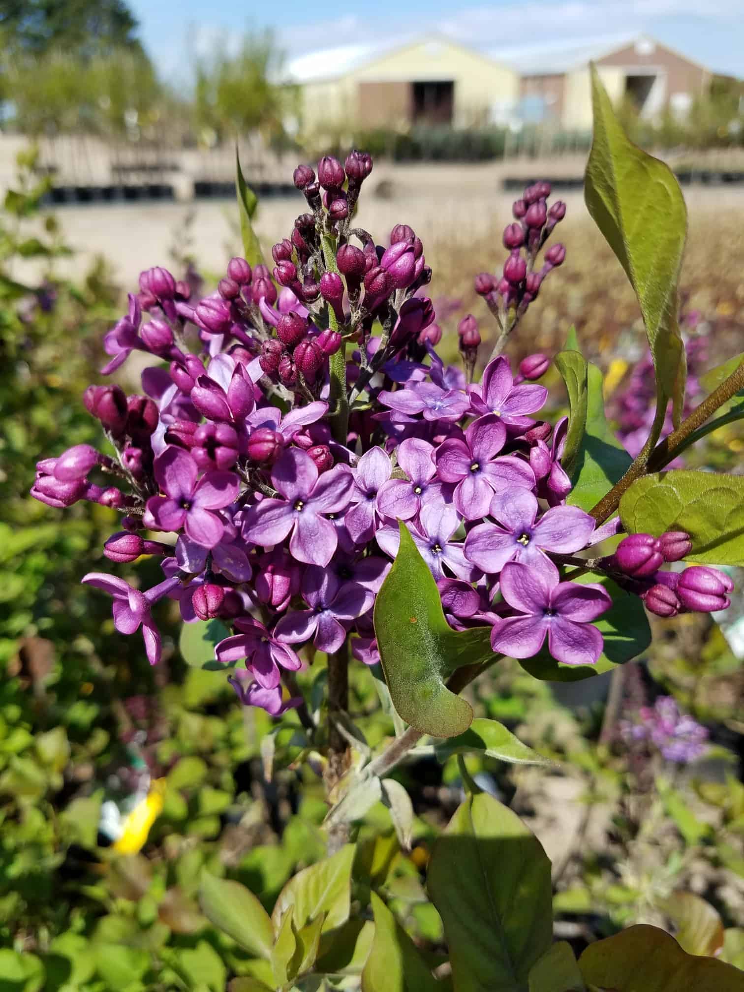 Northern Family Farms Nursery Plants
