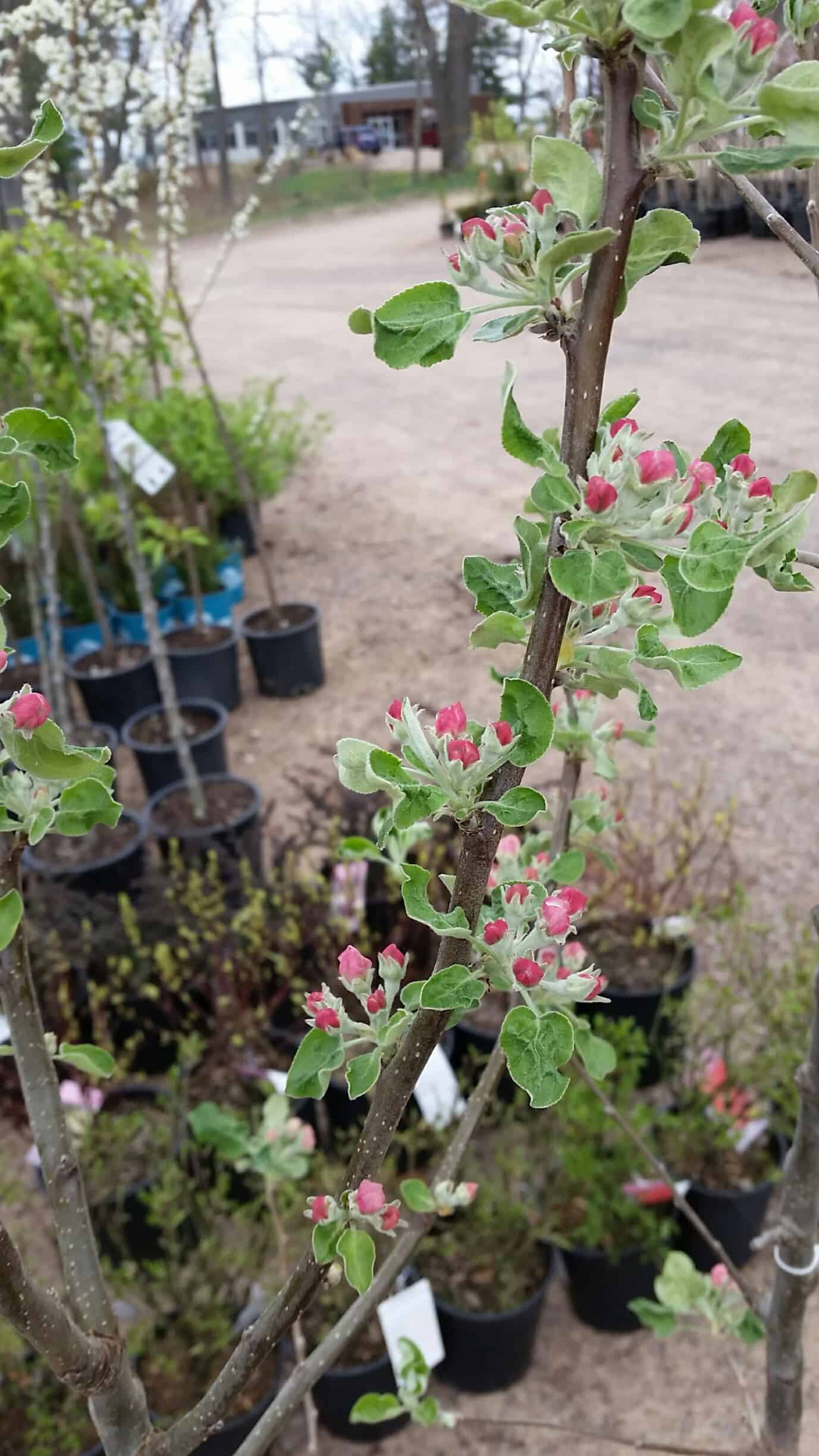 Fruit Tree Nursery Wholesale