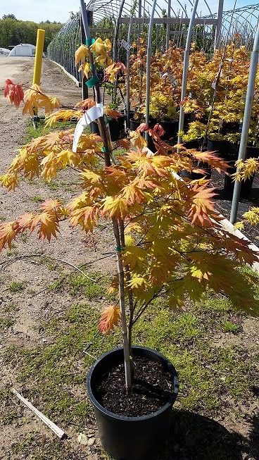 Autumnmoon#5 Shade Tree Nursery Wholesale