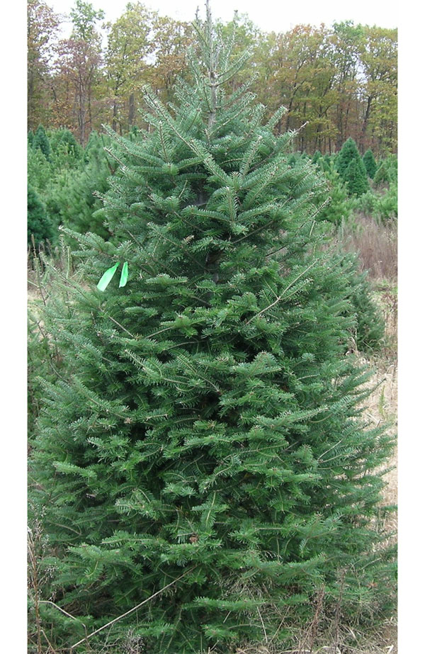 Wholesale Christmas Trees Balsam Fir Northern Family Farms