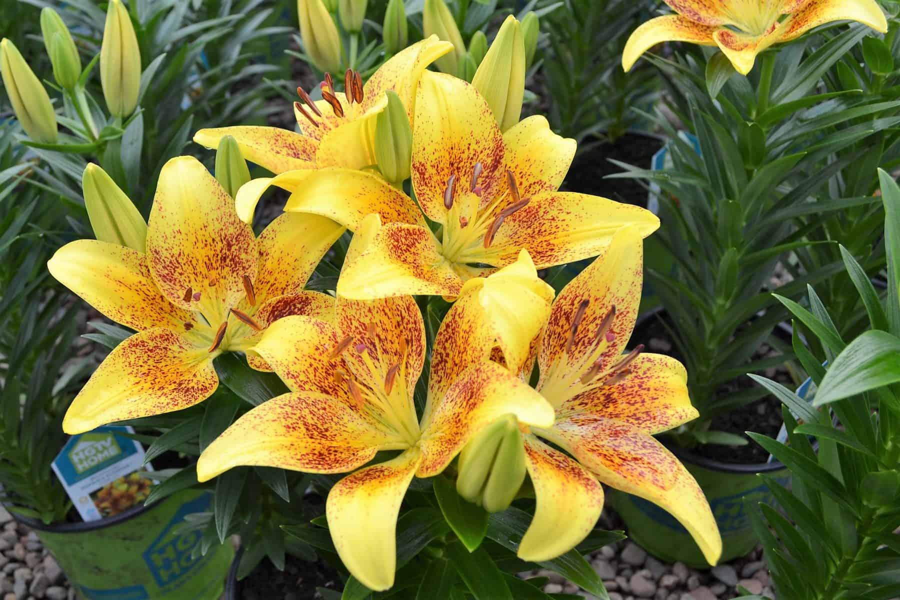 Northern Family Farms Nursery Plants
