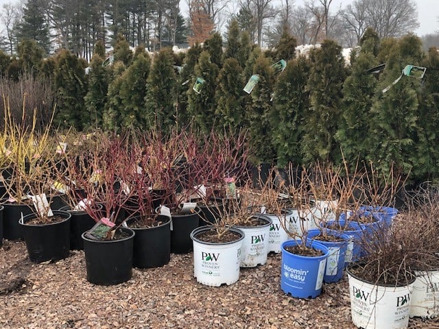 Wholesale Nursery Plants