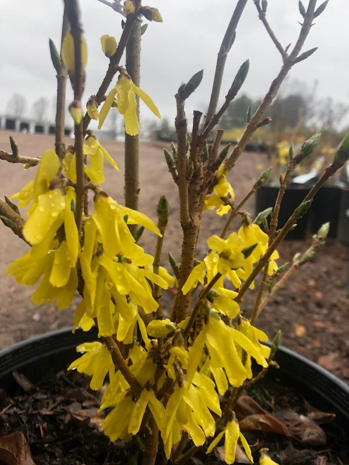 Forsythia Northern Gold 2 Northern Family Farms