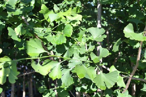 Ginkgo best