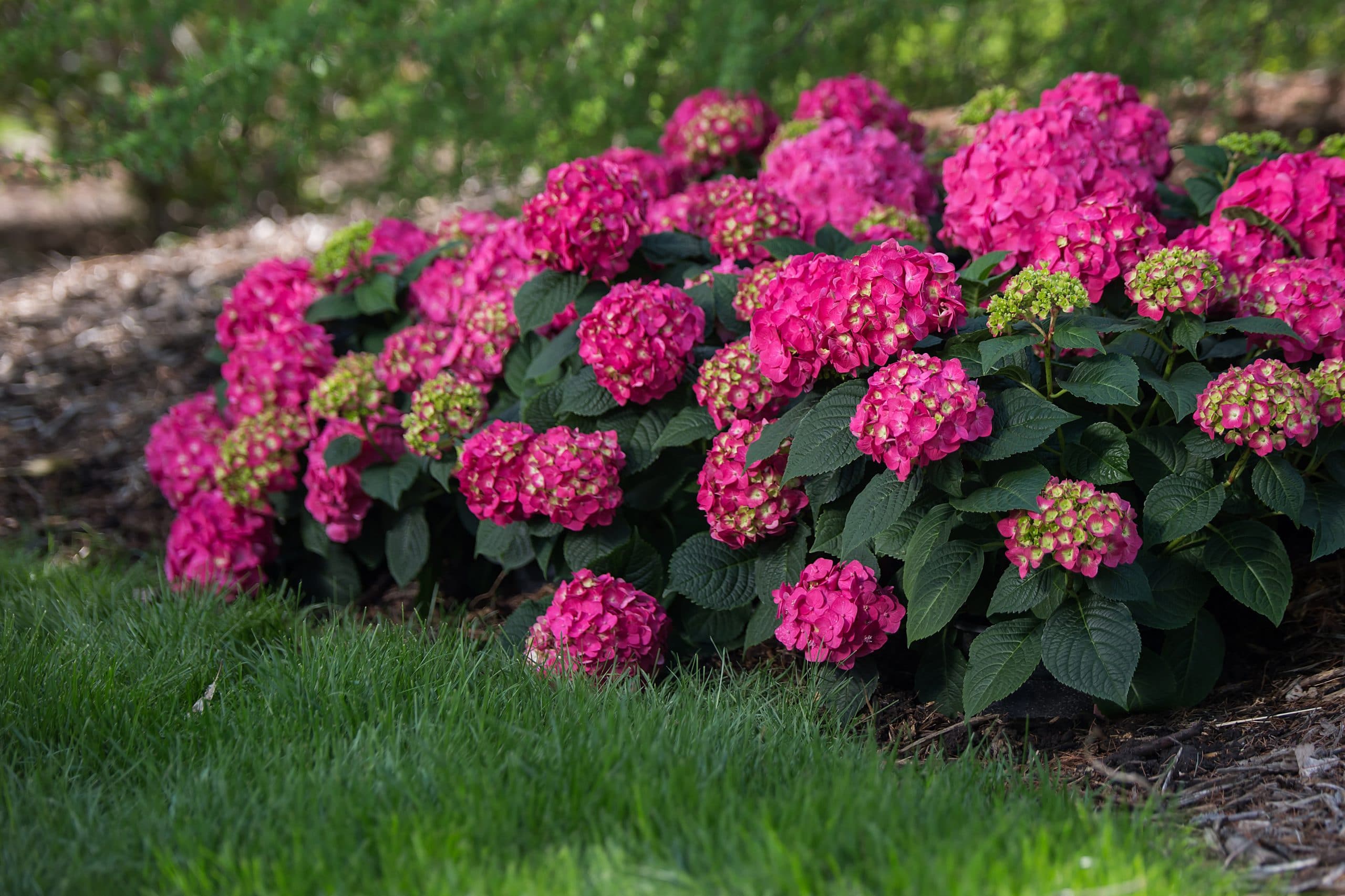 Image of Summer Crush hydrangea plant group