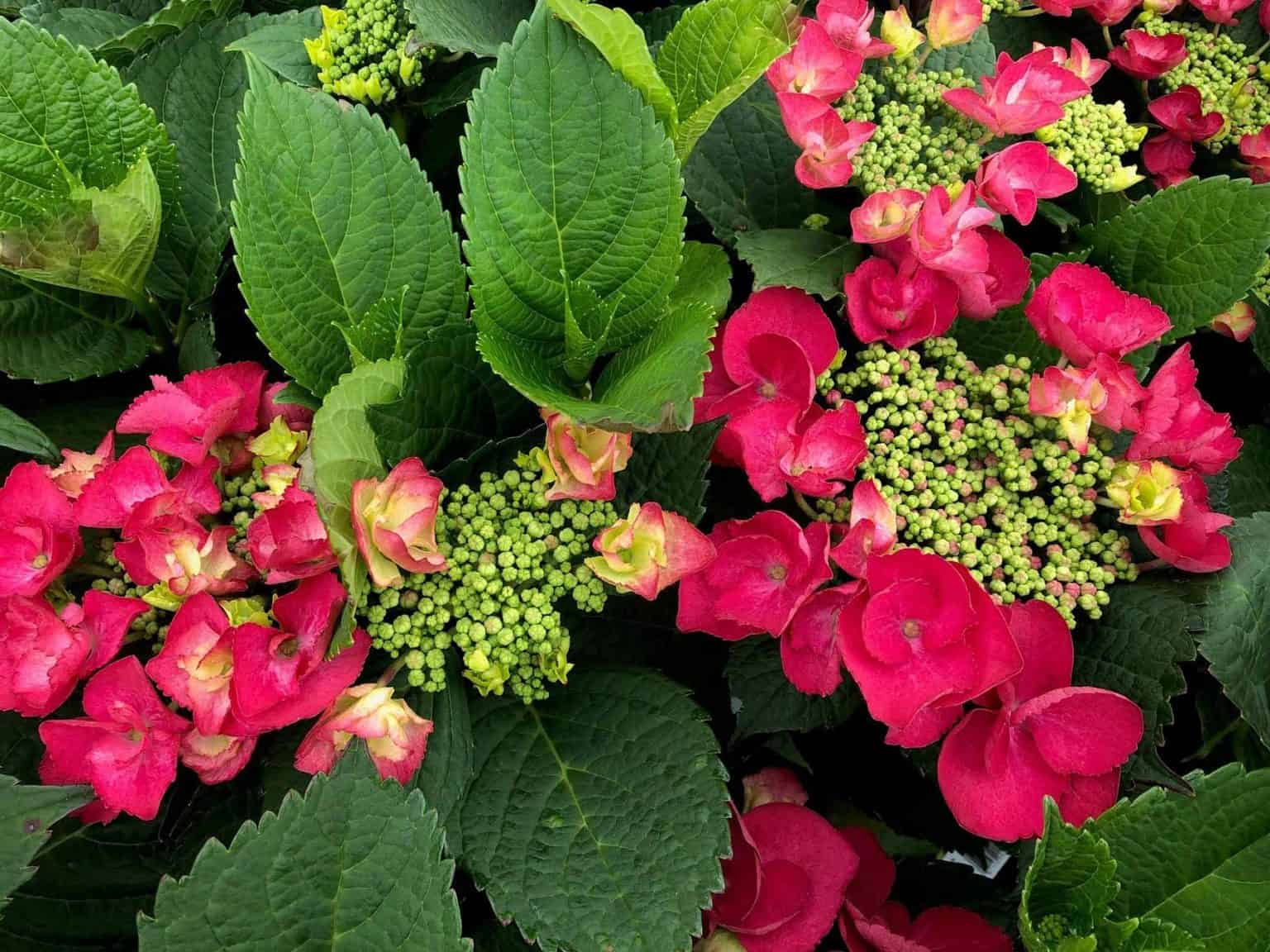 HydrangeaCherryExplosion Northern Family Farms