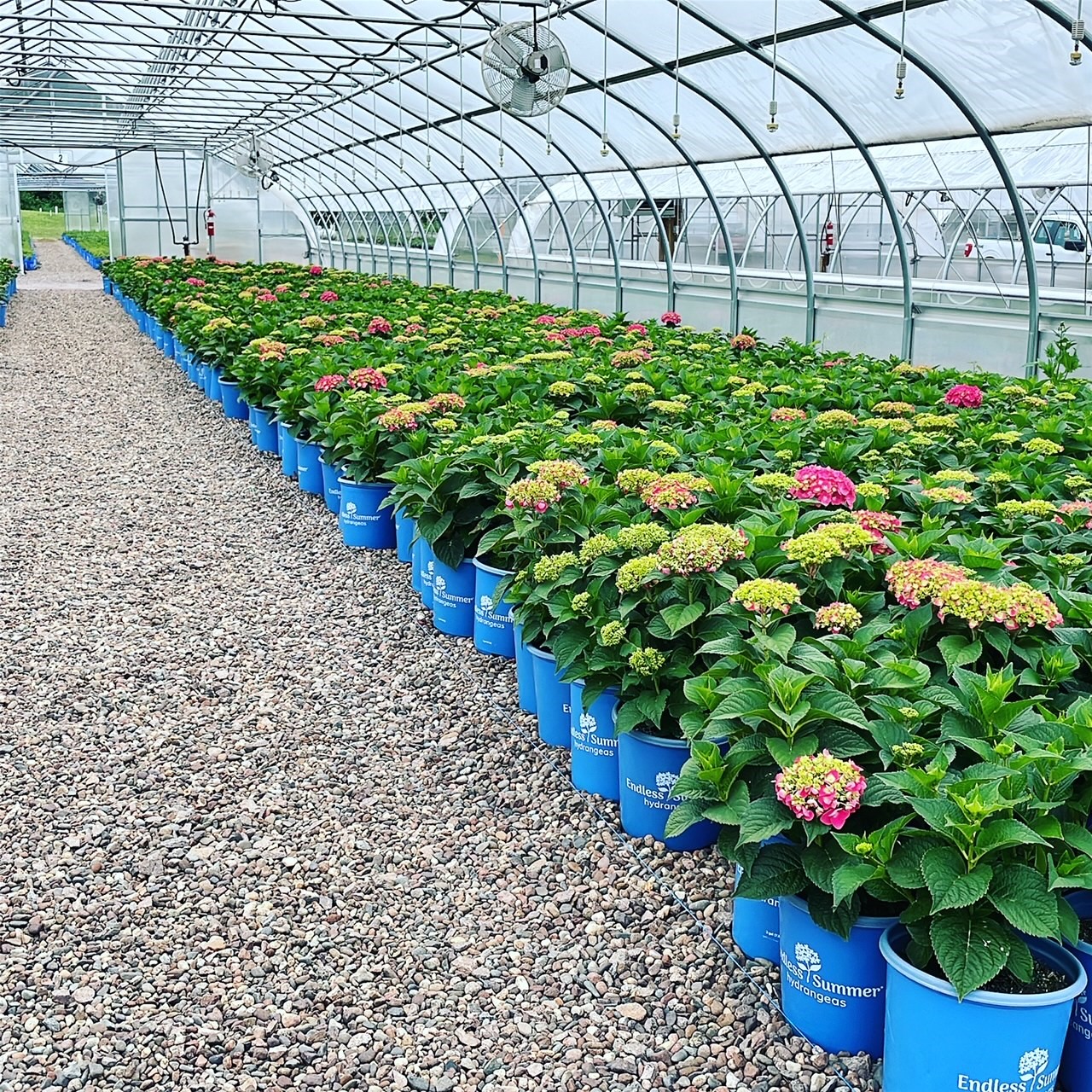 Wholesale Nursery Plants Evergreen Nursery For Sale wholesale-nursery-plants-evergreen-nursery-for-sale