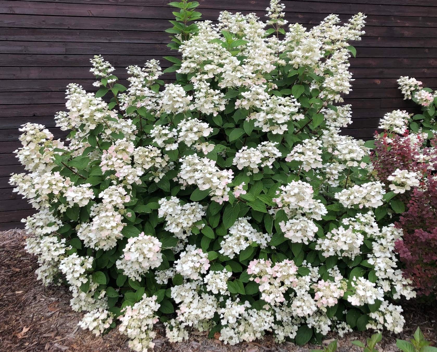 Hydrangea Fire & Ice shrub