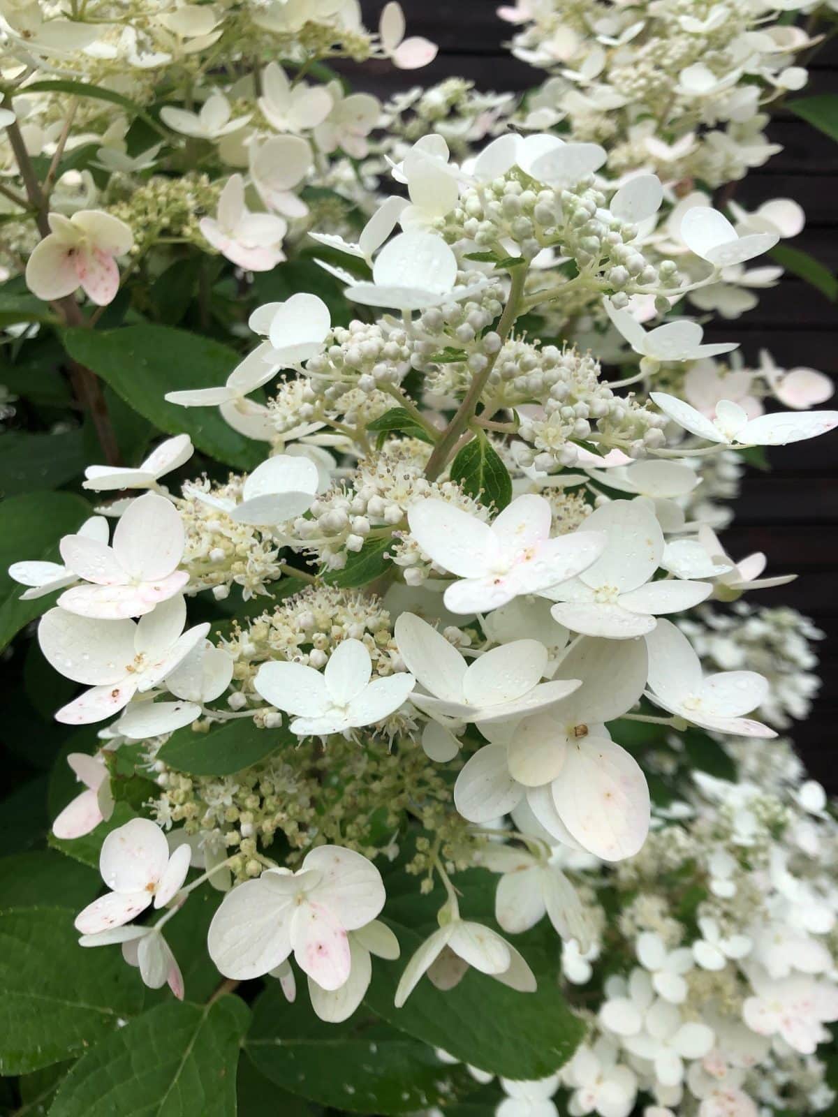 Hydrangea Fire & Ice