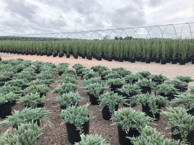 Juniper lot Juniper lot - Northern Family Farms