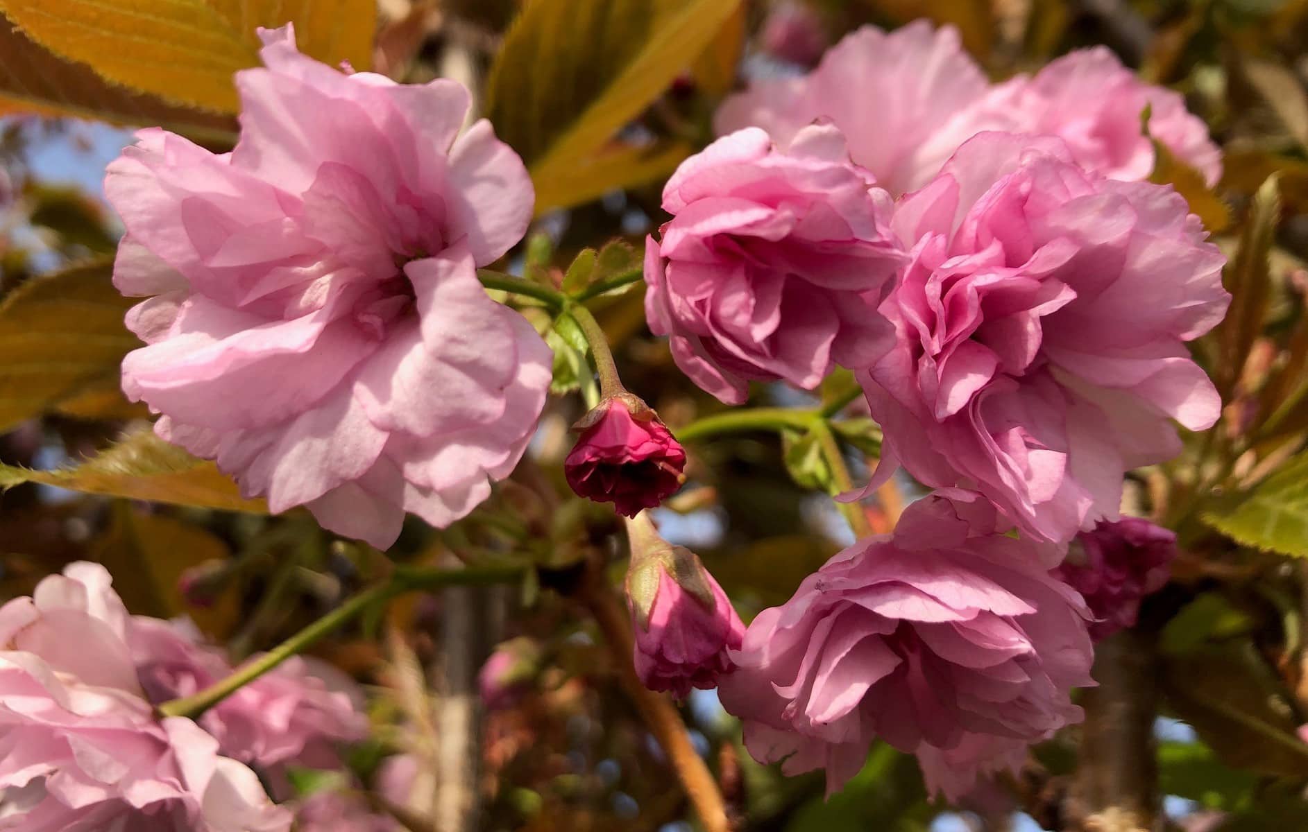 Kwanzan Cherry 2