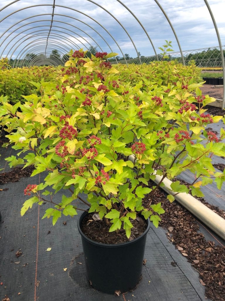 Ninebark Darts Gold Northern Family Farms