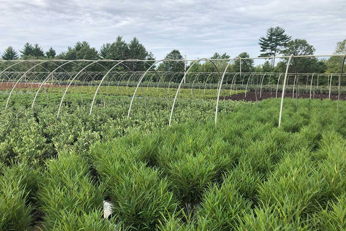 Wholesale Nursery Plants - NFF