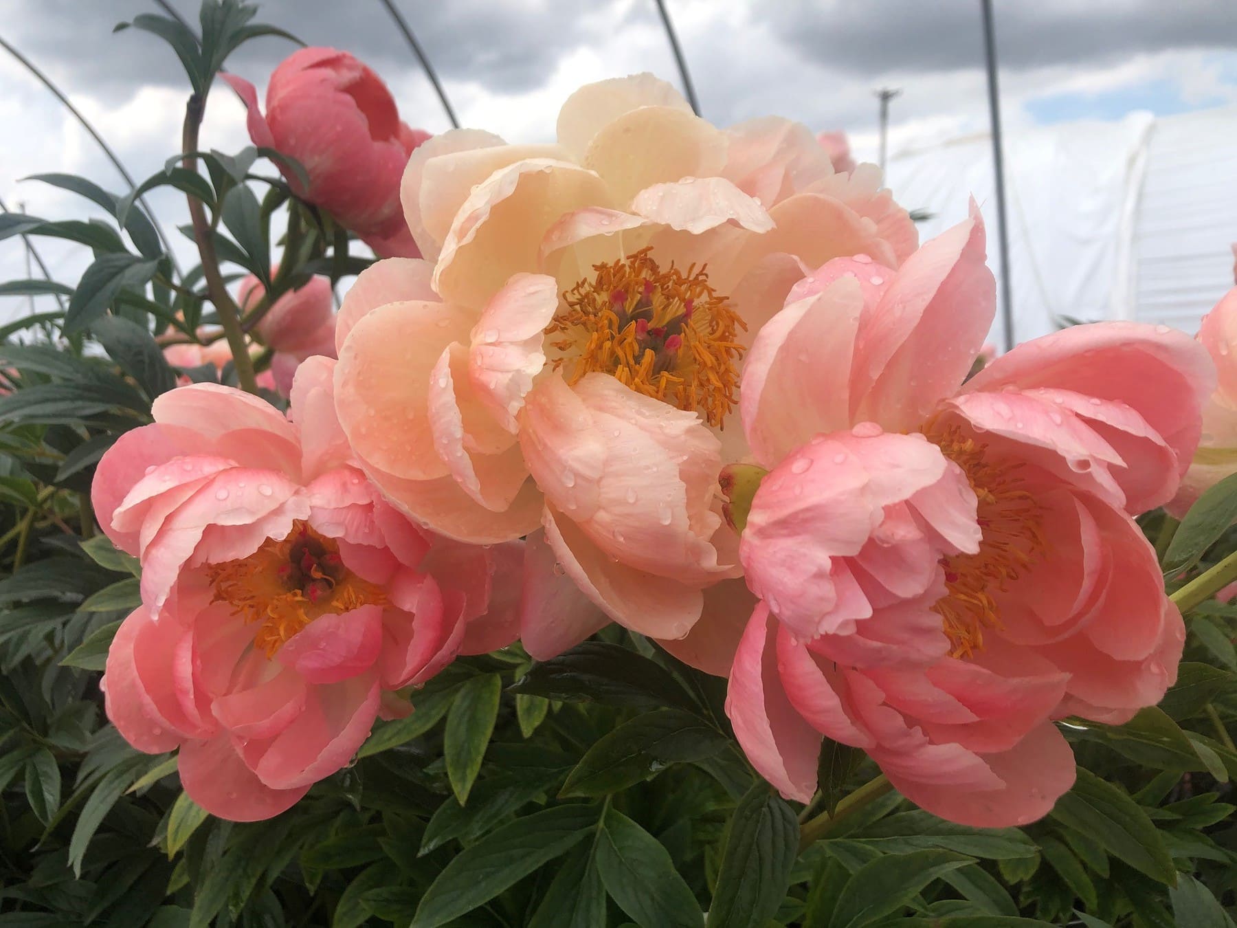 Peony Coral Charm 2 wide