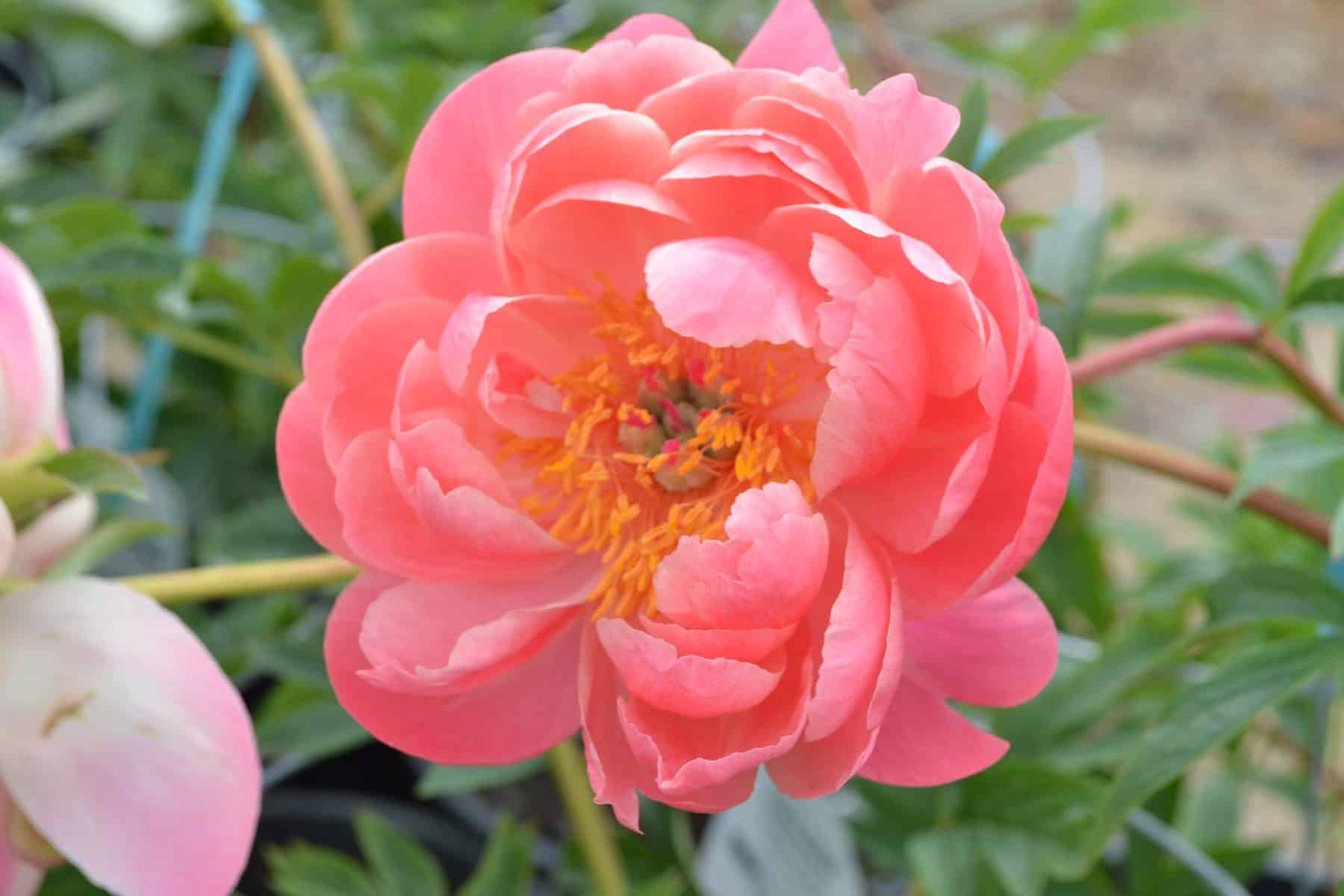 Peony Coral Charm