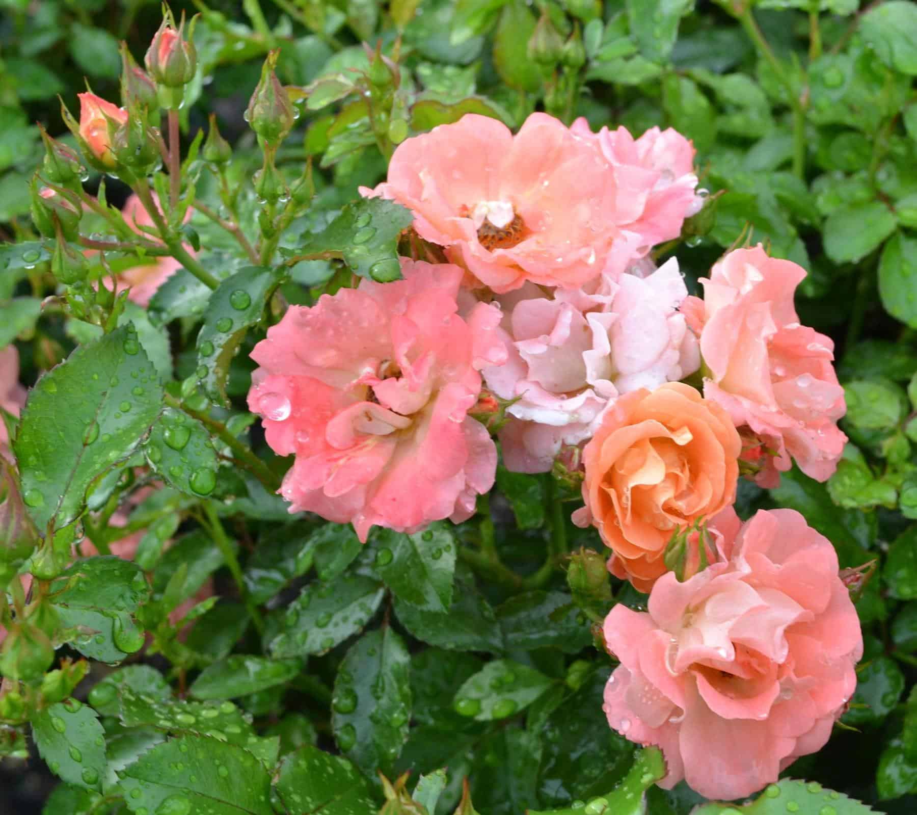 Fruit Tree Nursery Wholesale