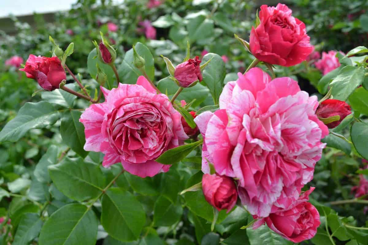 RoseRaspberryCreamTwirl Northern Family Farms