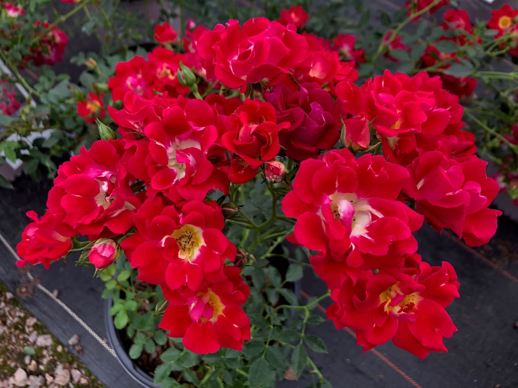 Rose Red Drift 2 Northern Family Farms