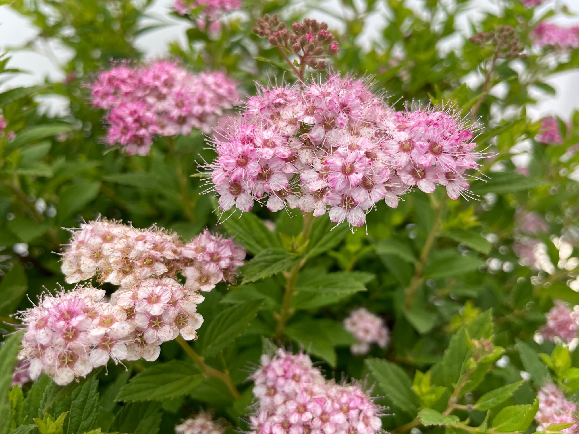 Spirea Little Princess flower 2