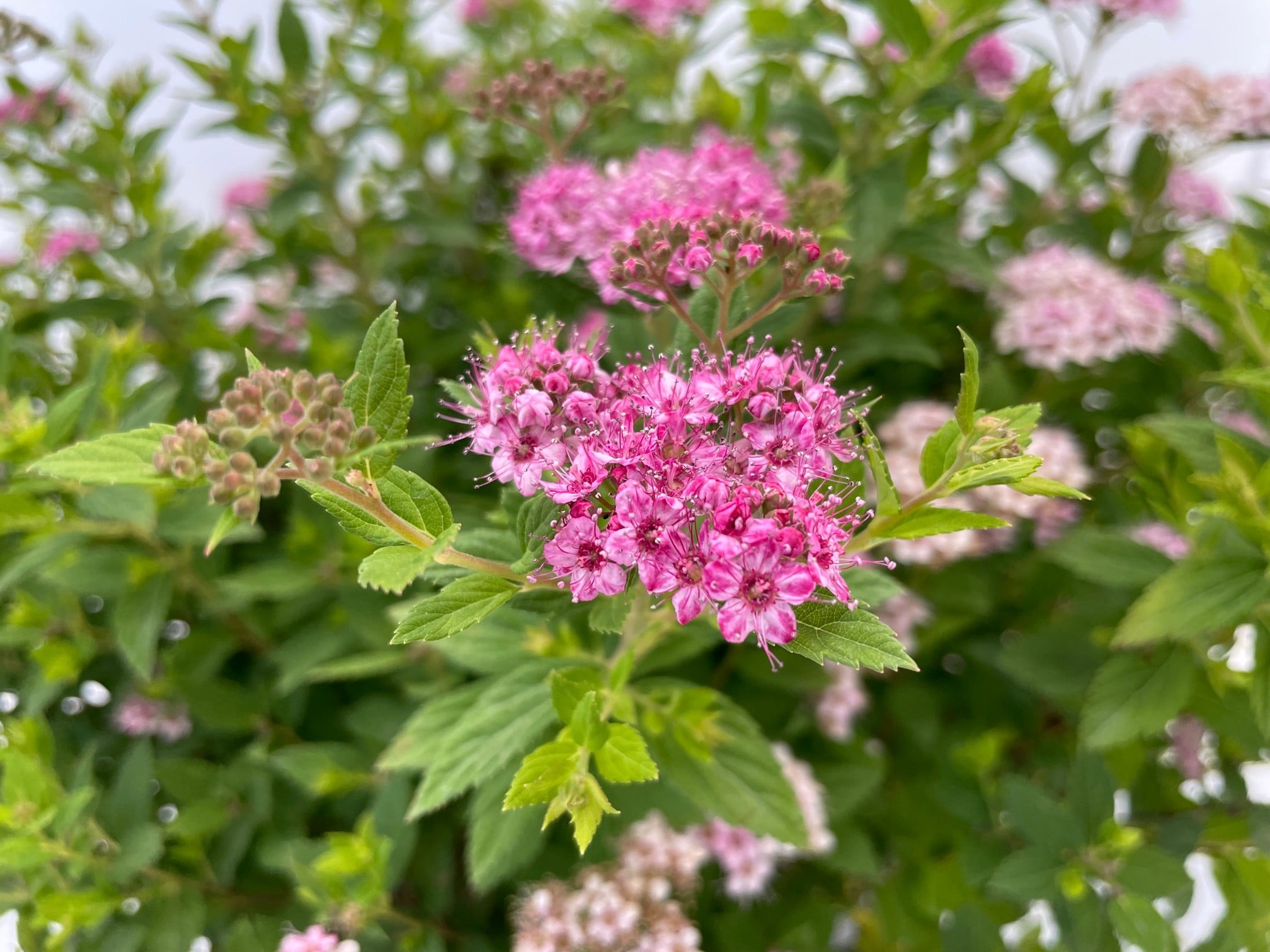 Spirea Little Princess flower 3
