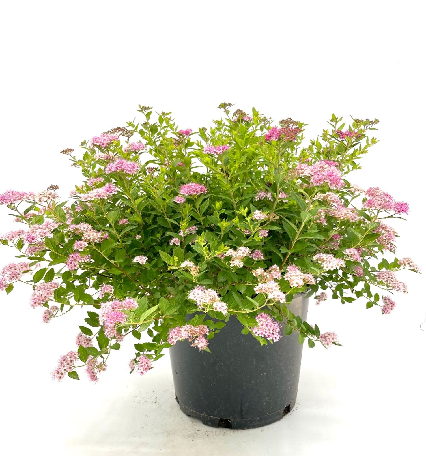 Spirea Little Princess