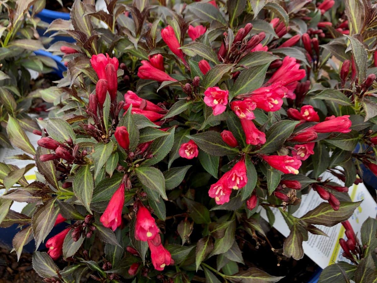 Weigela Electric Love Northern Family Farms