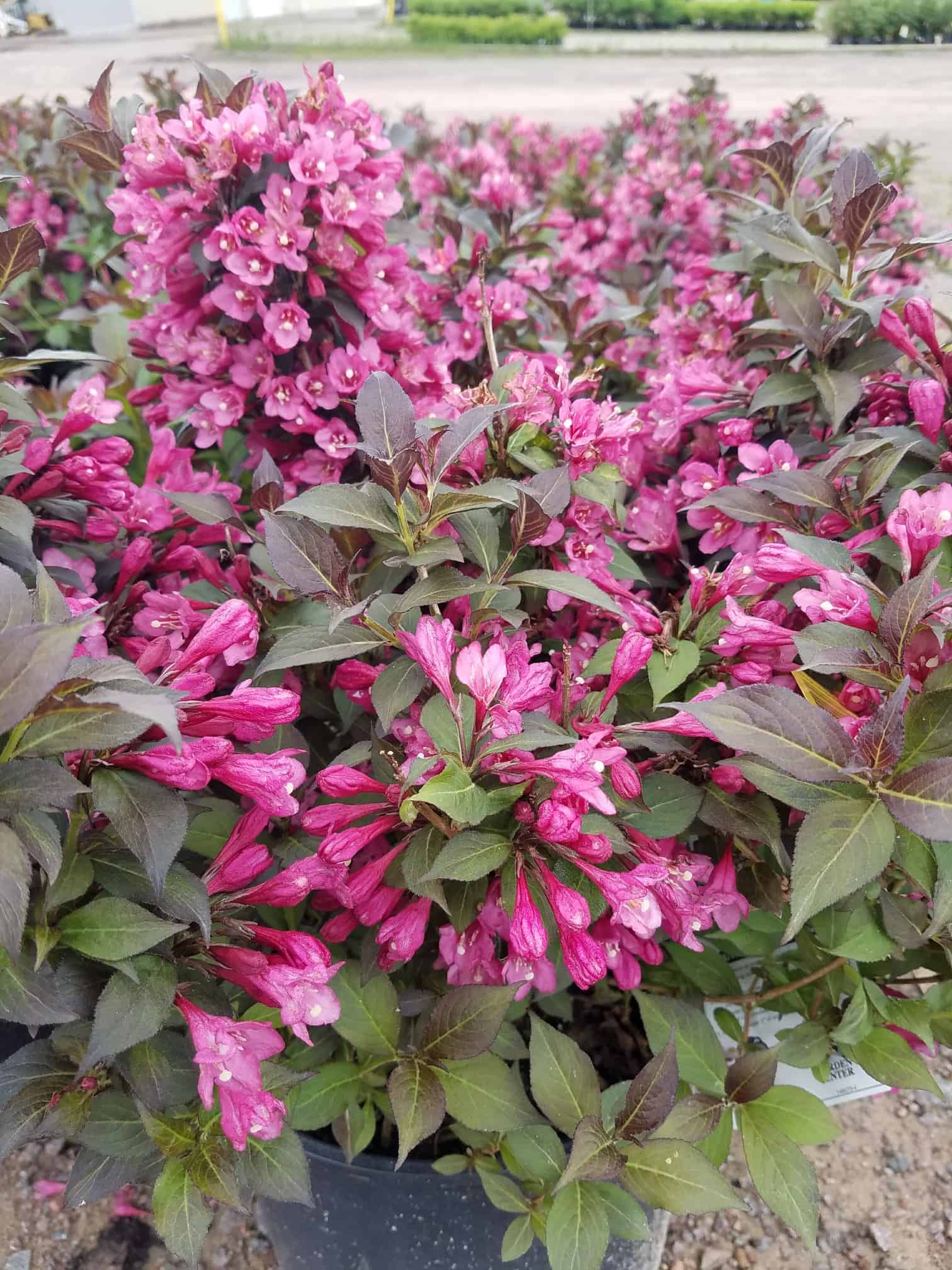Northern Family Farms Nursery Plants