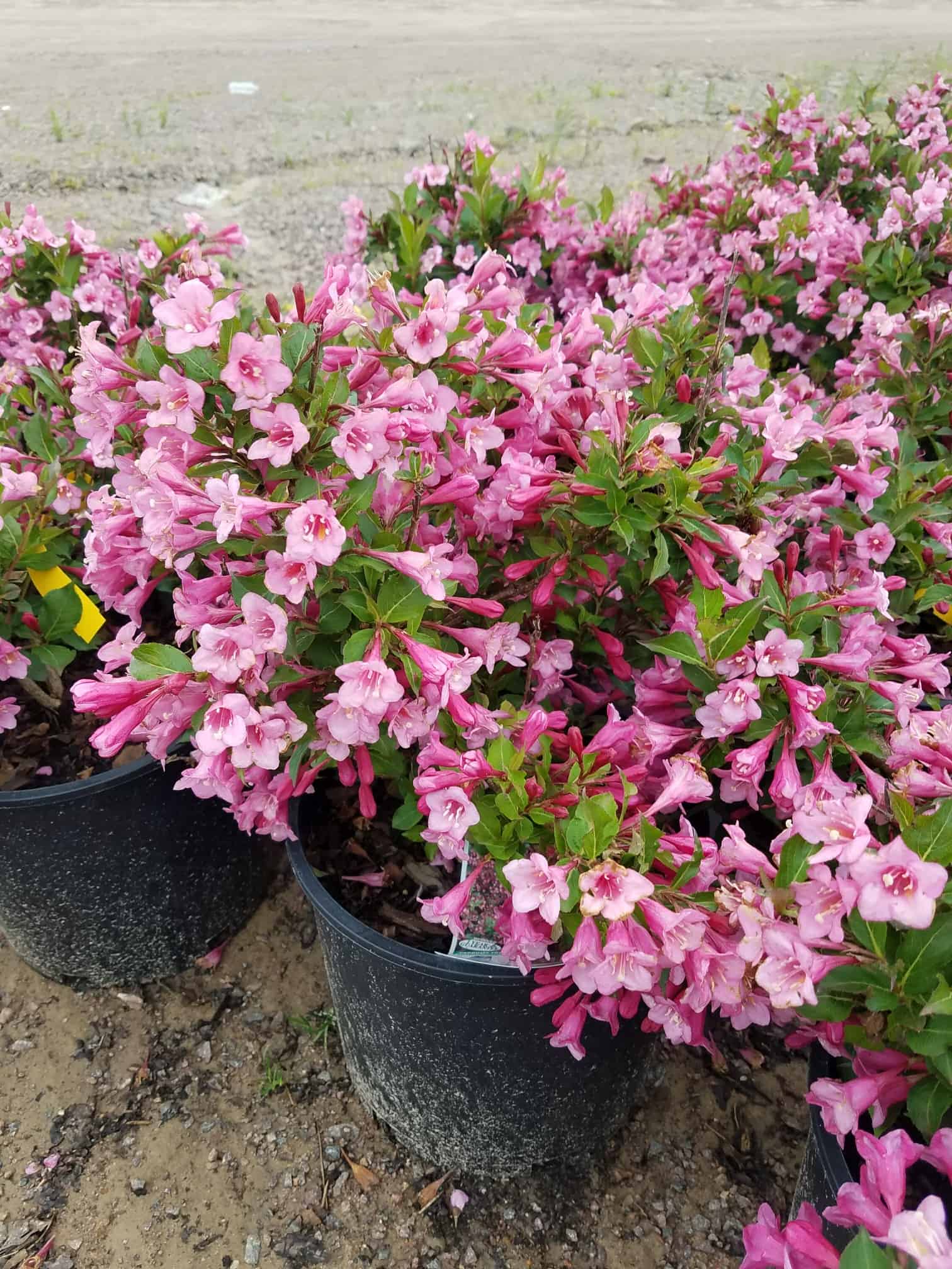 Northern Family Farms Nursery Plants