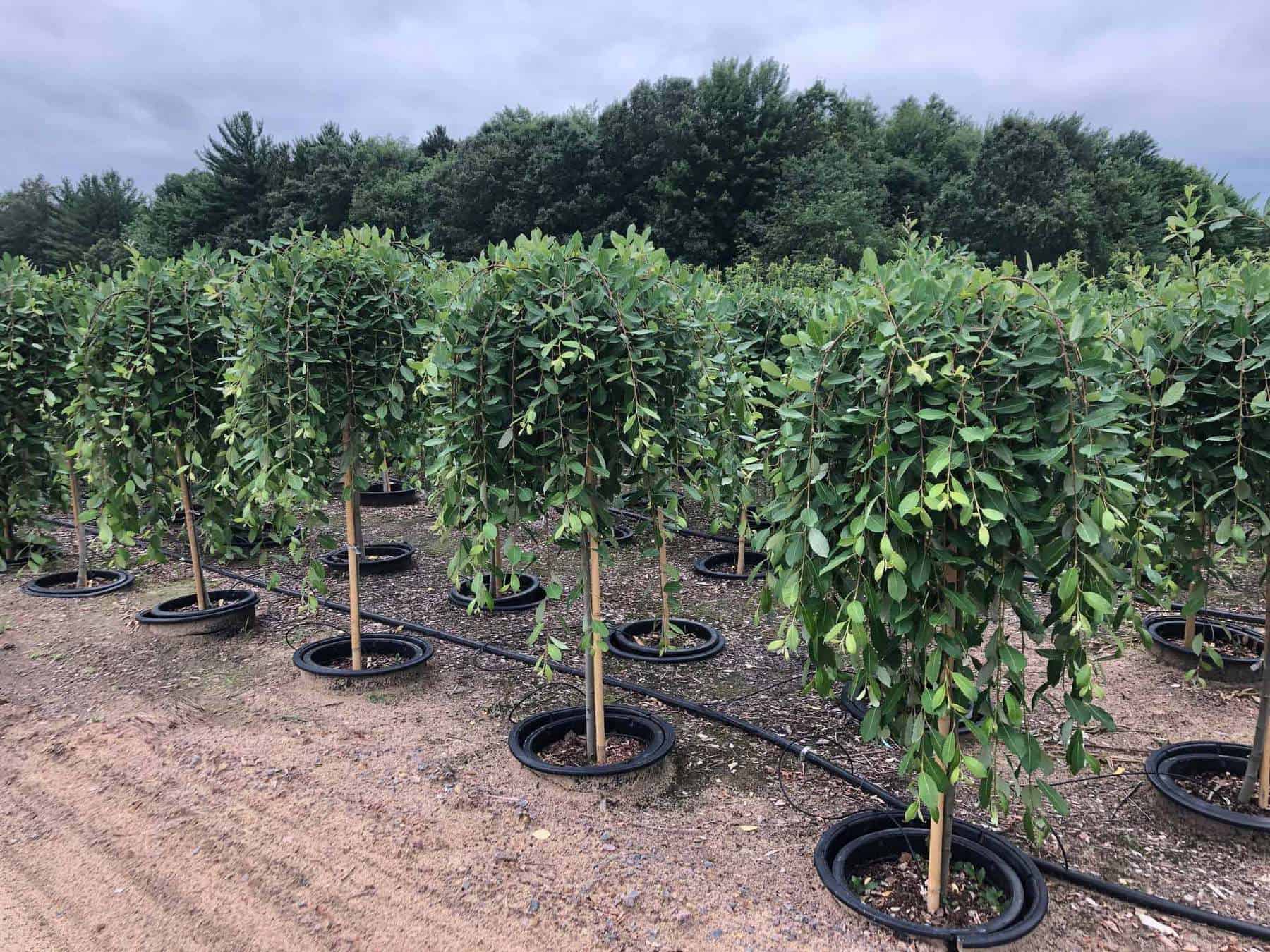 wholesale-nursery-plants-evergreen-nursery-for-sale