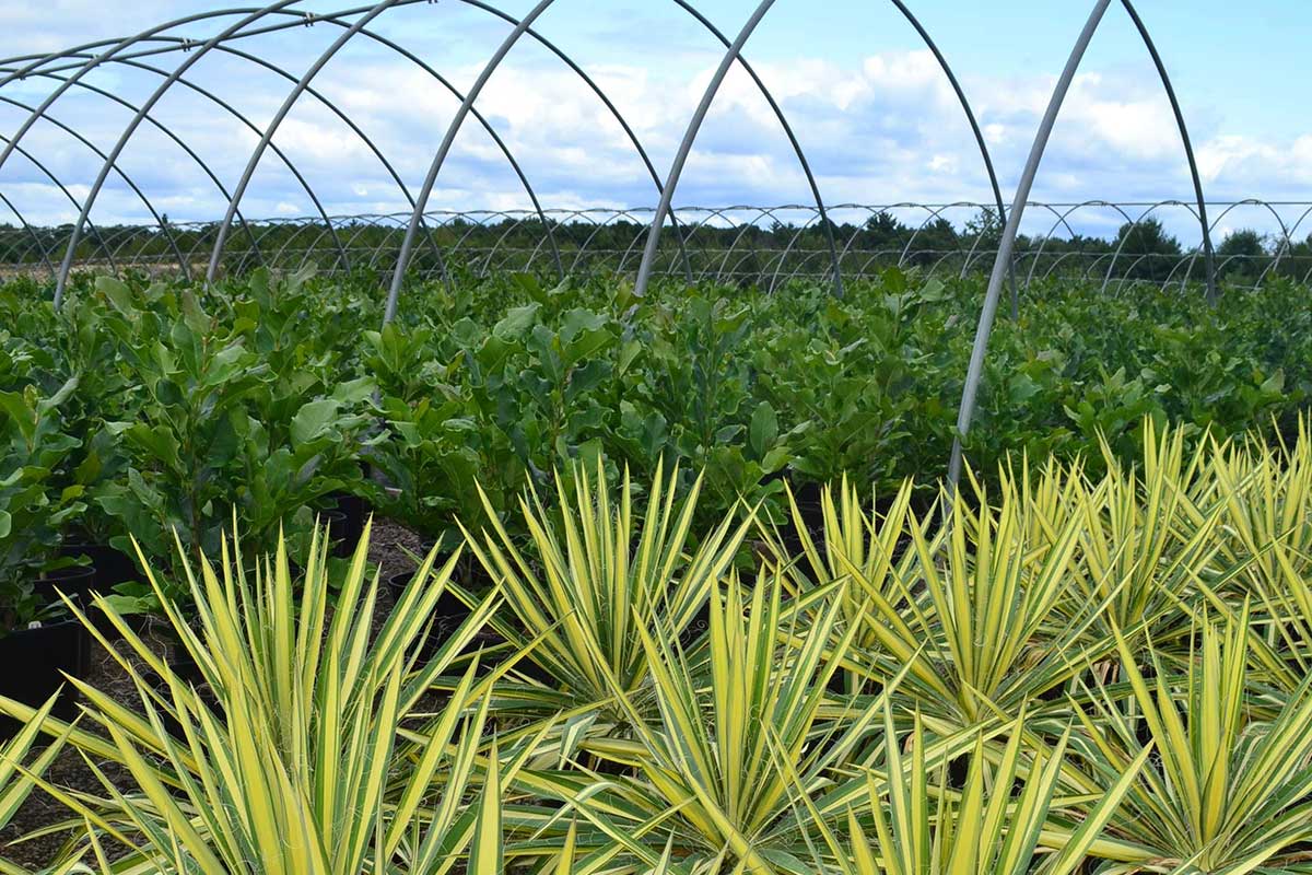 Wholesale Yucca Color Guard