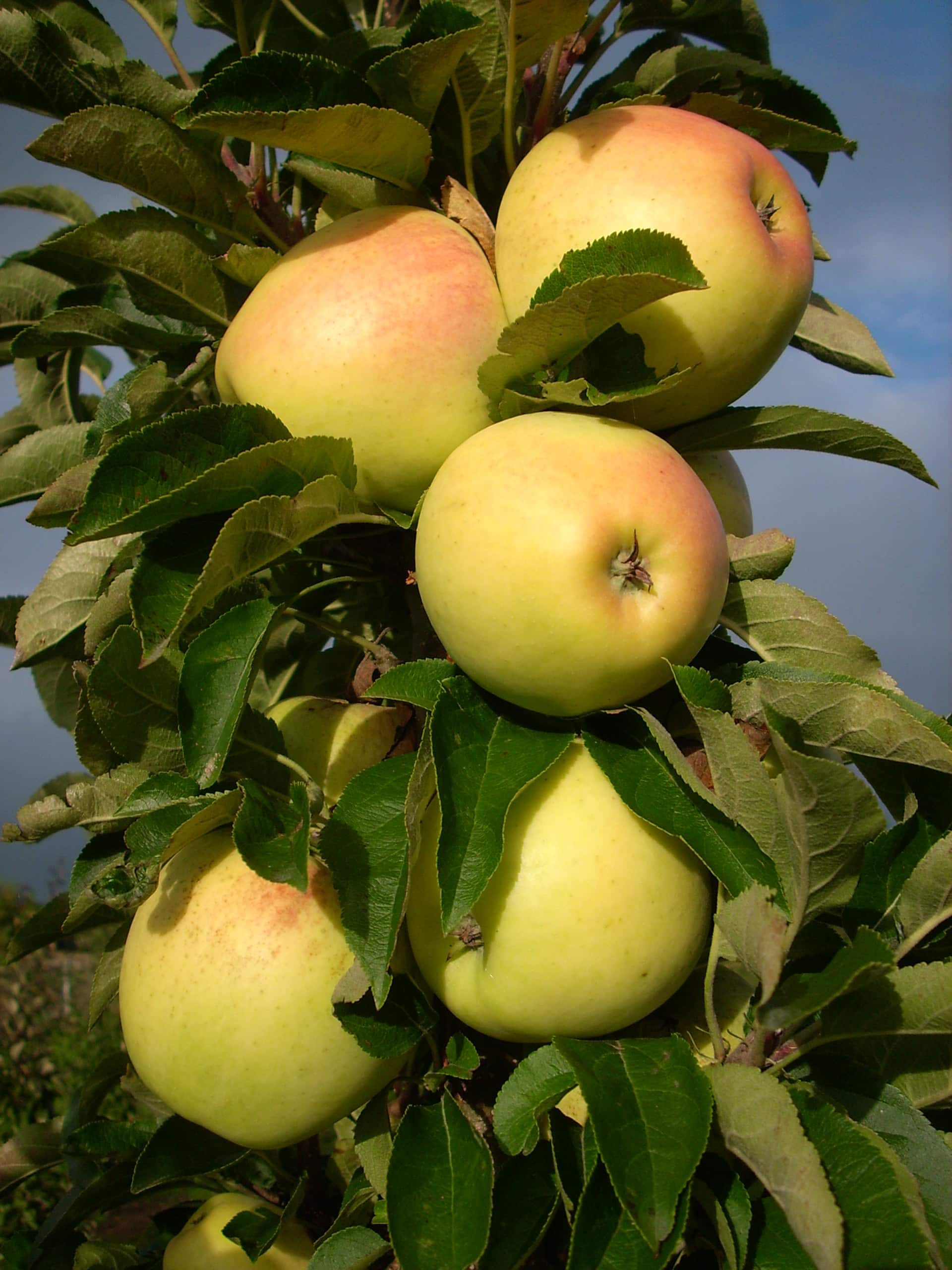 appl-golden-treat-0009