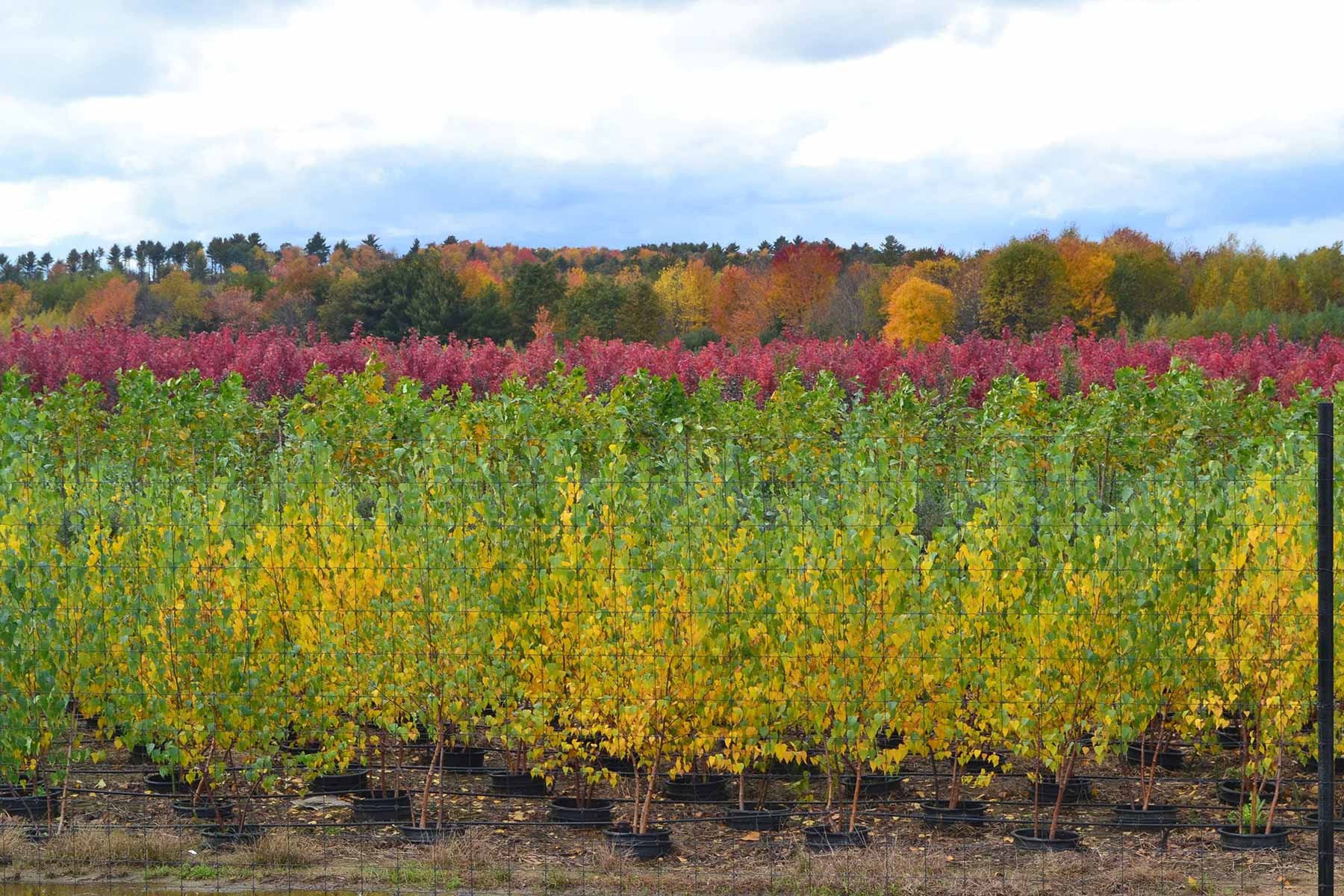 Christmas Tree, Wholesale Christmas Trees For Sale