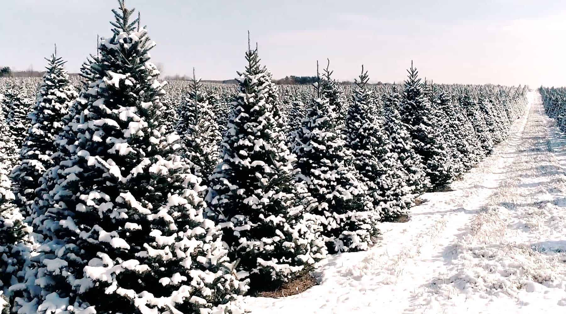 Northern Christmas Trees in Merrillan WI