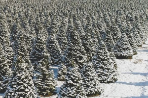 Fresh Christmas Fir Trees