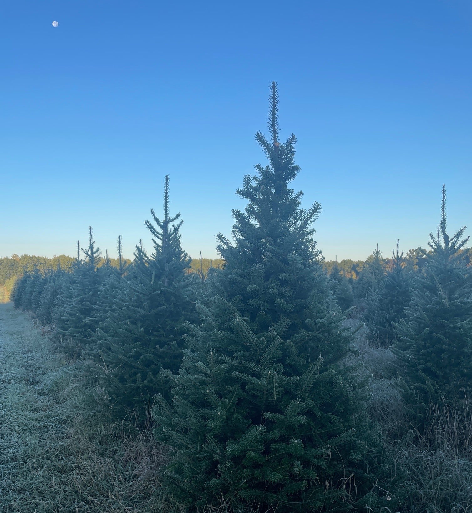 frosty christmas tree - Northern Family Farms
