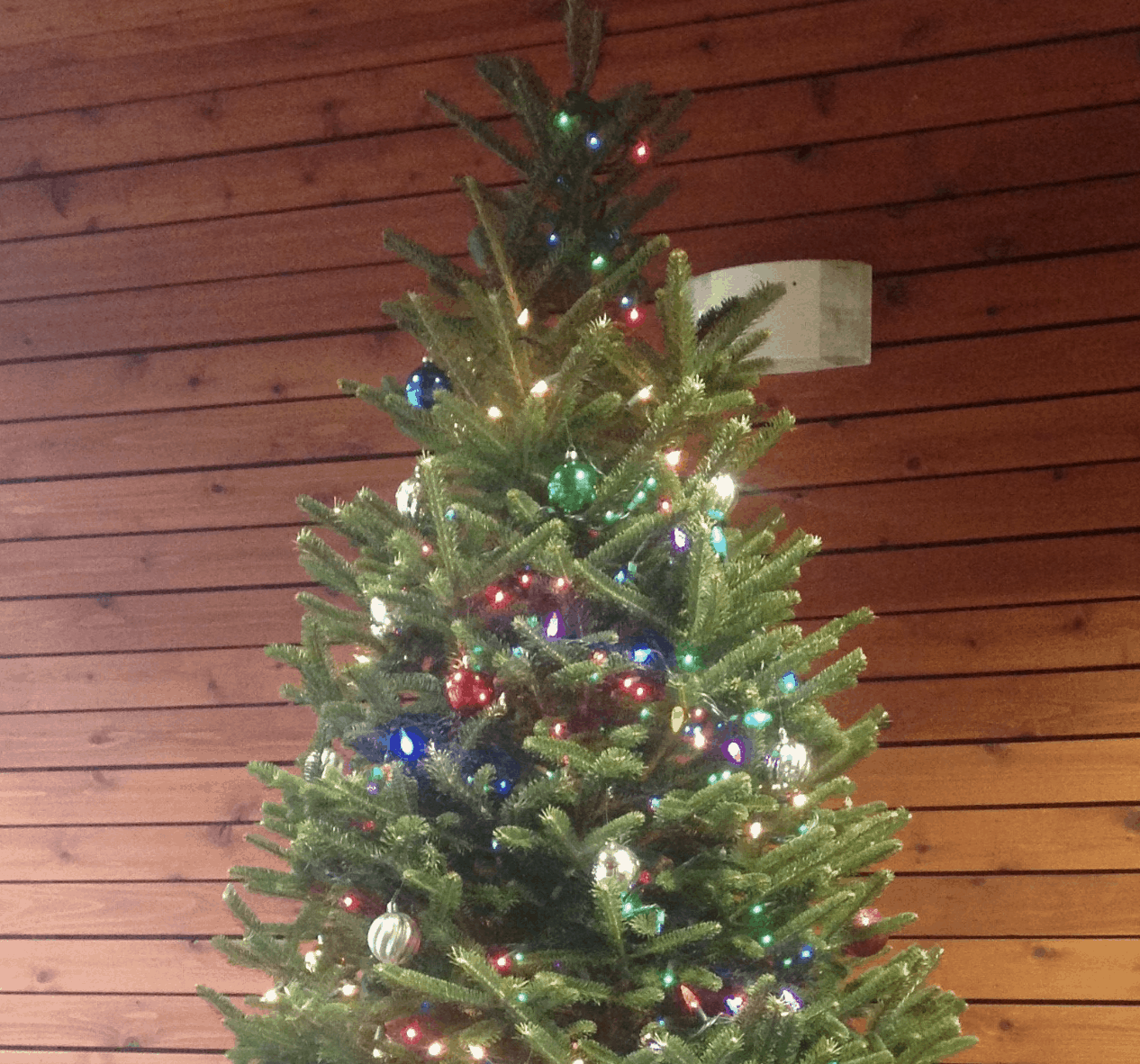 Wholesale Christmas Trees
