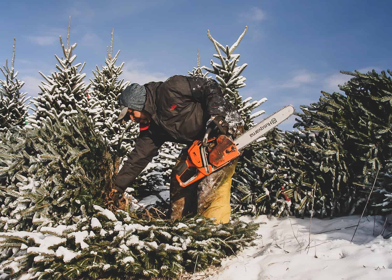 Wholesale Christmas Trees