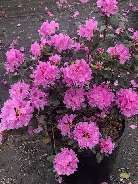 Nursery Plants