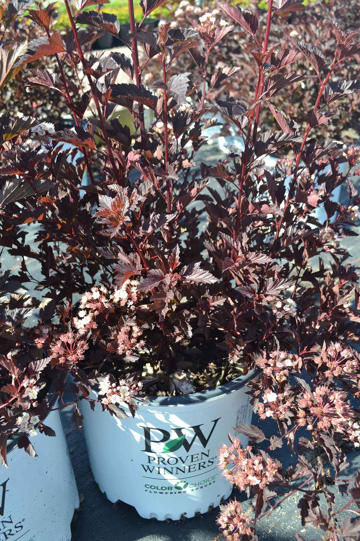 provenwinnersNinebarkSummerWine Northern Family Farms