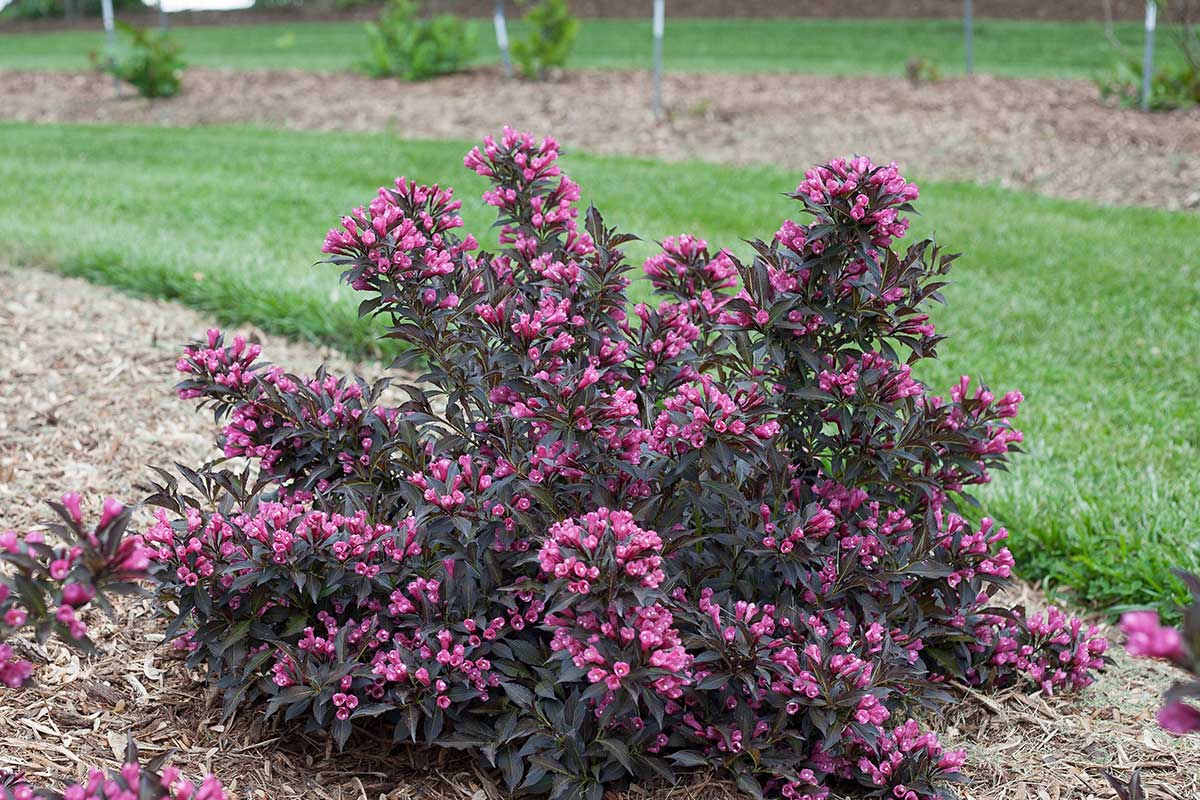 Wholesale Nursery Plants, Evergreen Nursery For Sale