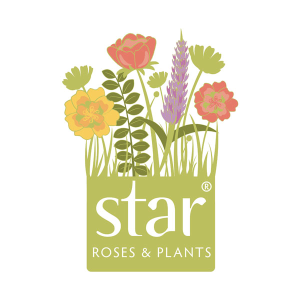 Star Roses & Plants