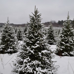 Northern Christmas Trees in Merrillan WI