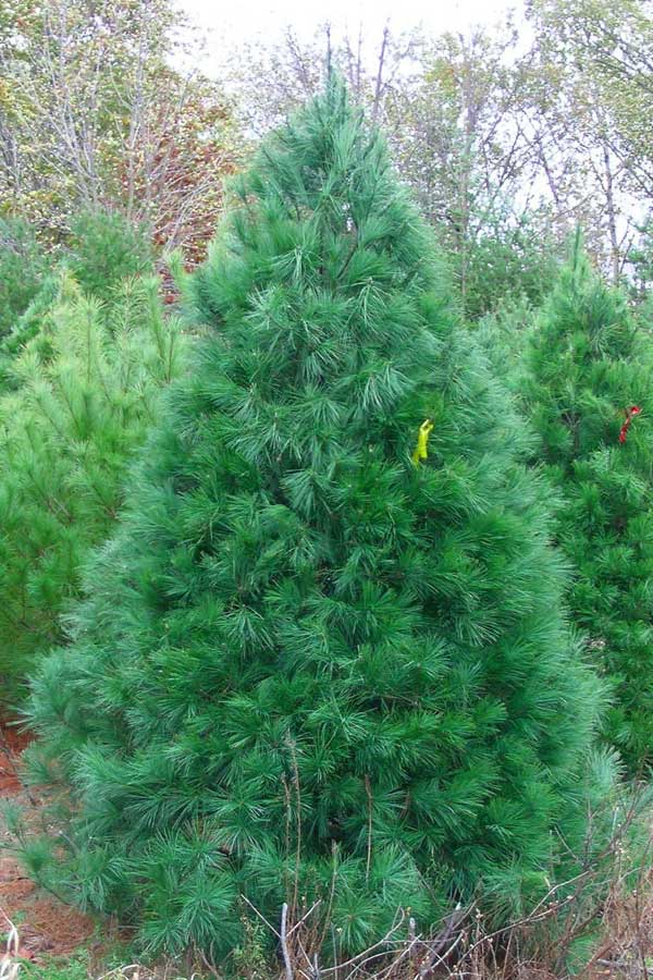 Wholesale Christmas Trees White Pine Northern Family Farms